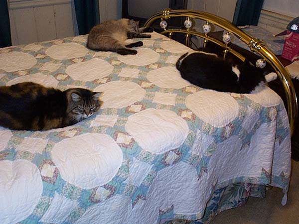 bedcats